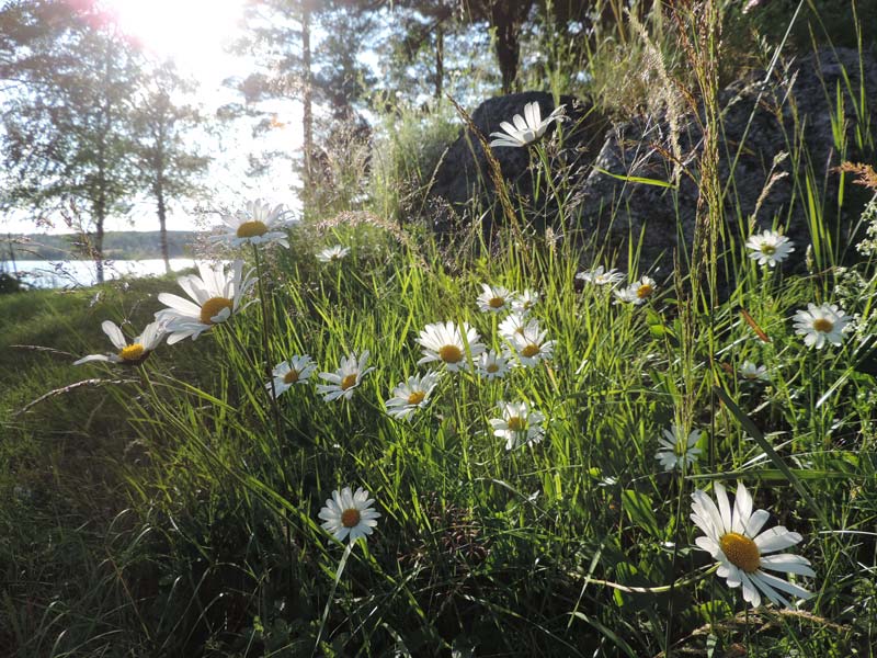 Blommor